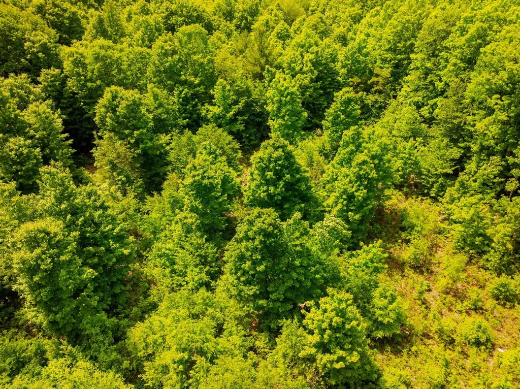 Tbd Traverse Road Colfax Township MI 49683