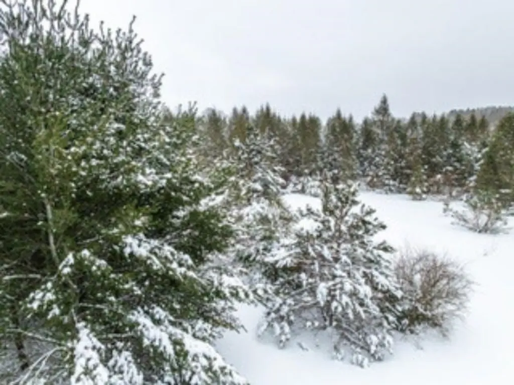 Tbd Traverse Road Colfax Township MI 49683