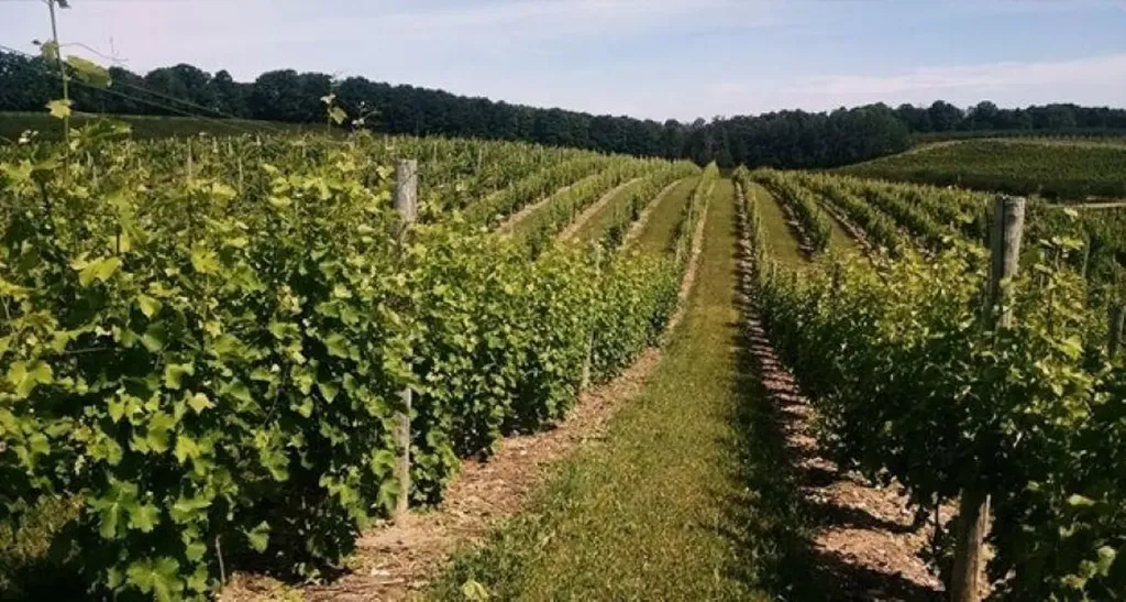 56 S French Road Leland Township MI 49653