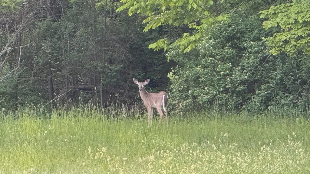 Tbd Rushton Road Banks Township MI 49729