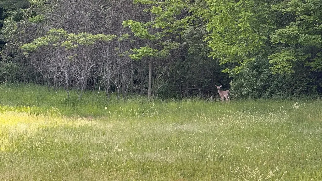 Tbd Rushton Road Banks Township MI 49729