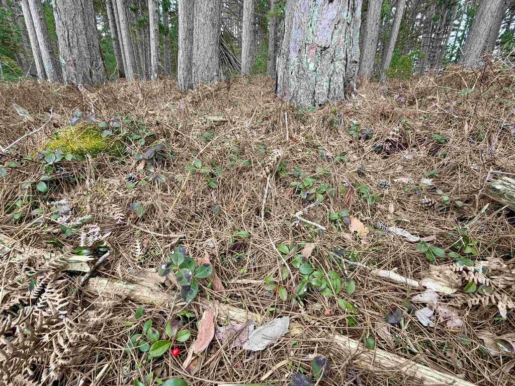 Tbd Whitetail Trail Peaine Township MI 49782