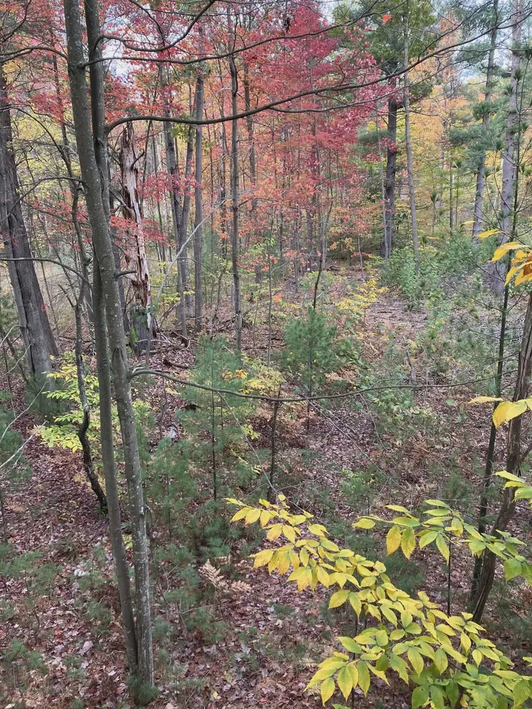 20047 Davis Lake Road Almira Township MI 49684
