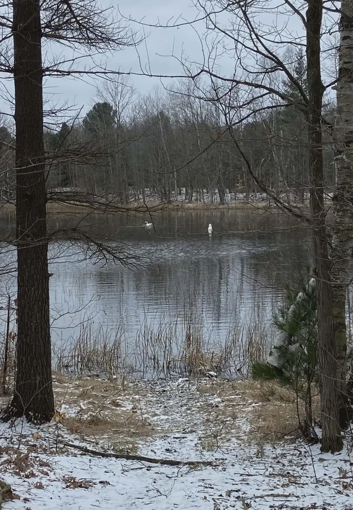 20047 Davis Lake Road Almira Township MI 49684