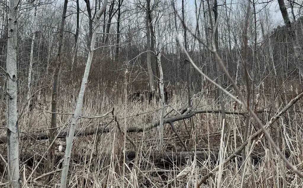 00 E Hidden Beech Drive Solon Township MI 49621