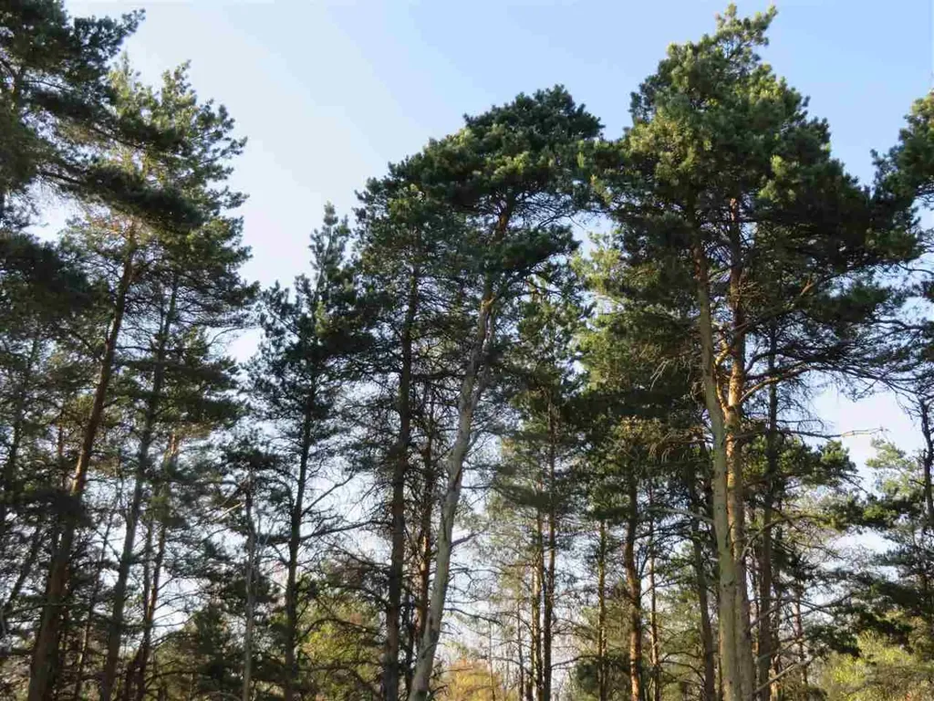 20.71 Spruce Hollow Trace Fife Lake Township MI 49633