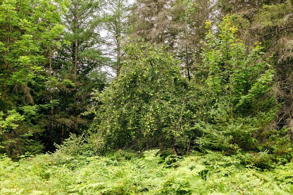 00 E Birch Point Road Elmwood Charter Township MI 49684
