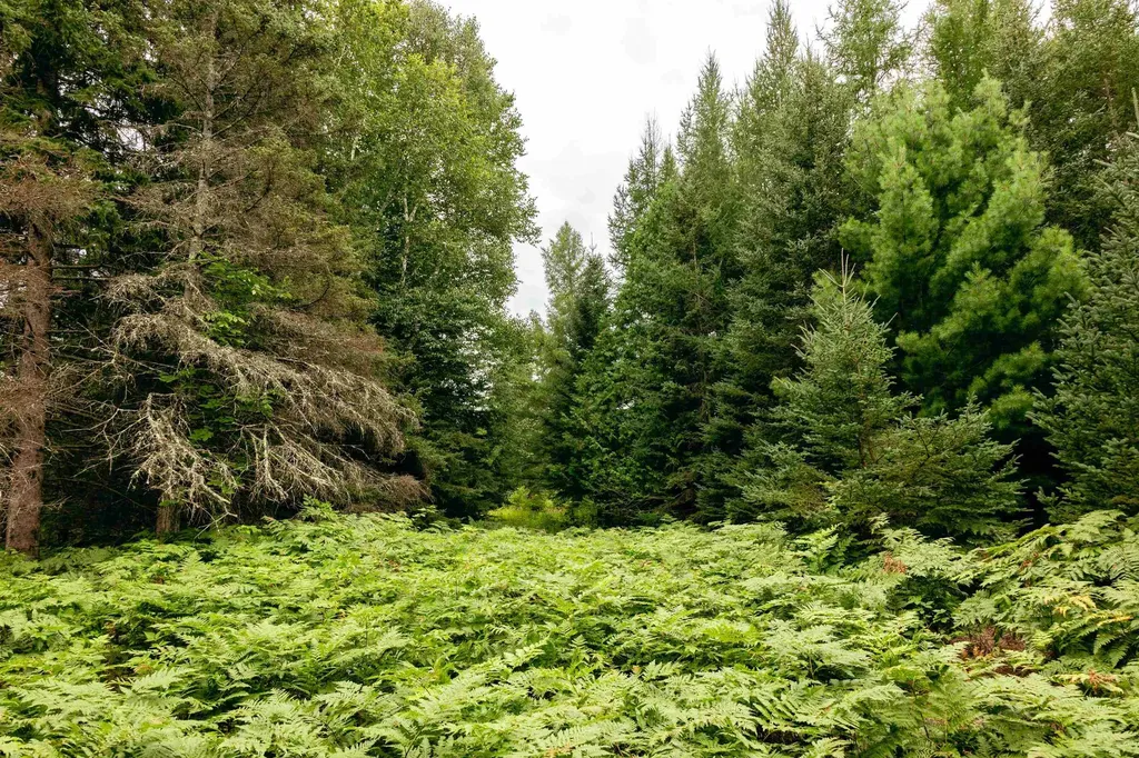 00 E Birch Point Road Elmwood Charter Township MI 49684