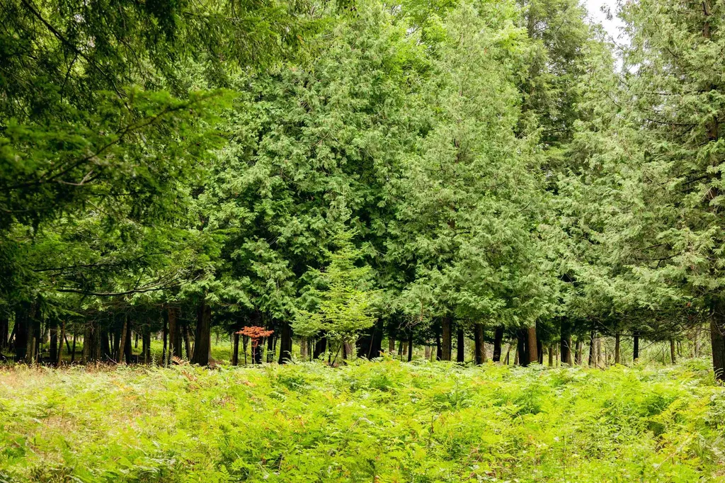 00 E Birch Point Road Elmwood Charter Township MI 49684