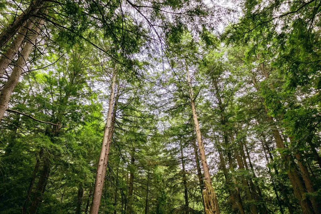 00 E Birch Point Road Elmwood Charter Township MI 49684