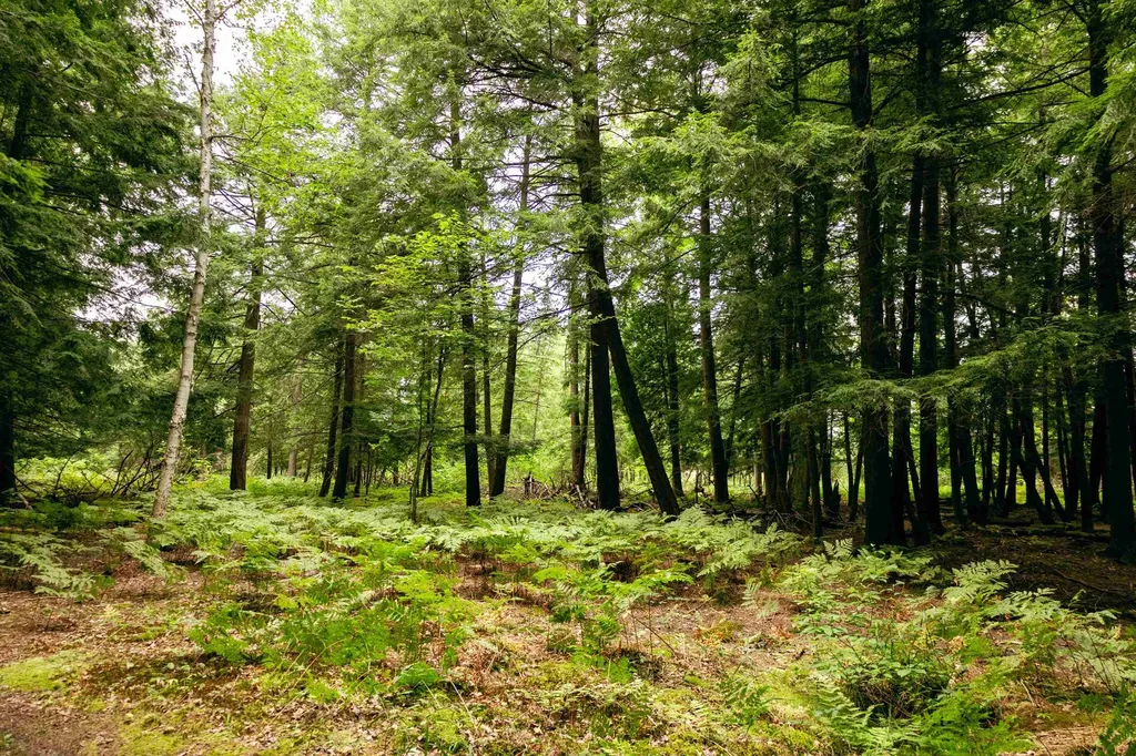 00 E Birch Point Road Elmwood Charter Township MI 49684