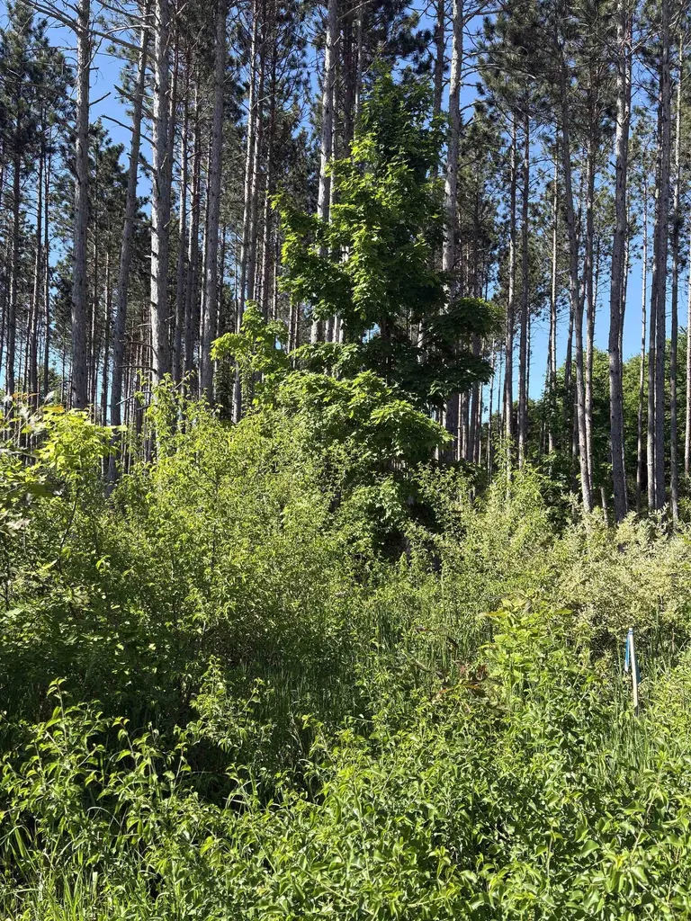 Parcel E Saint Johns Road Inland Township MI 49643