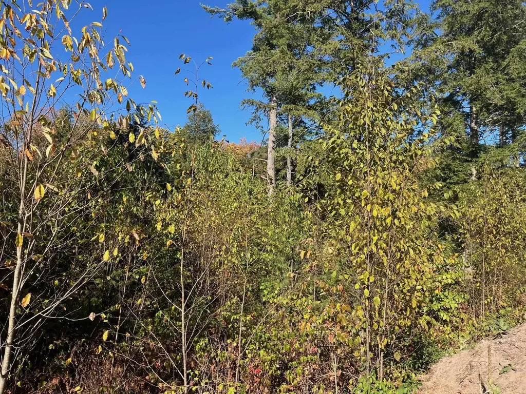 8886 Hemlock Hill Drive Long Lake Township MI 49685
