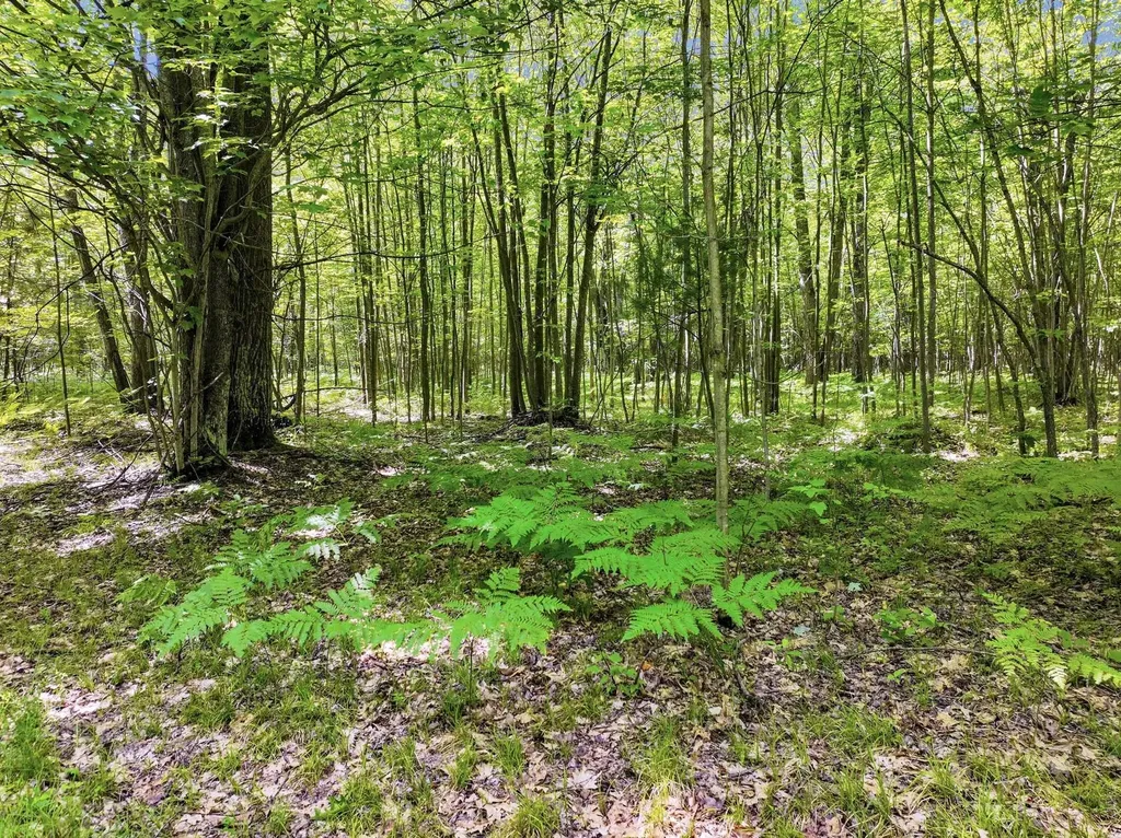 Parcel C Seeley Road Lake Township MI 49651