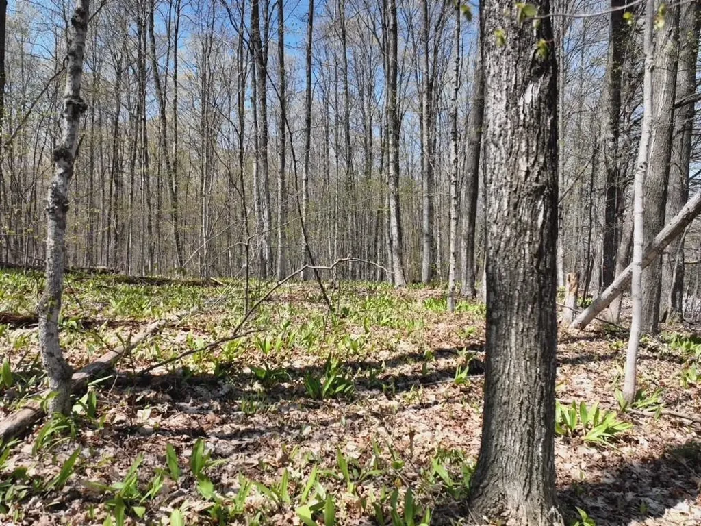 Parcel 3&4 S M-66 Chestonia Township MI 49659