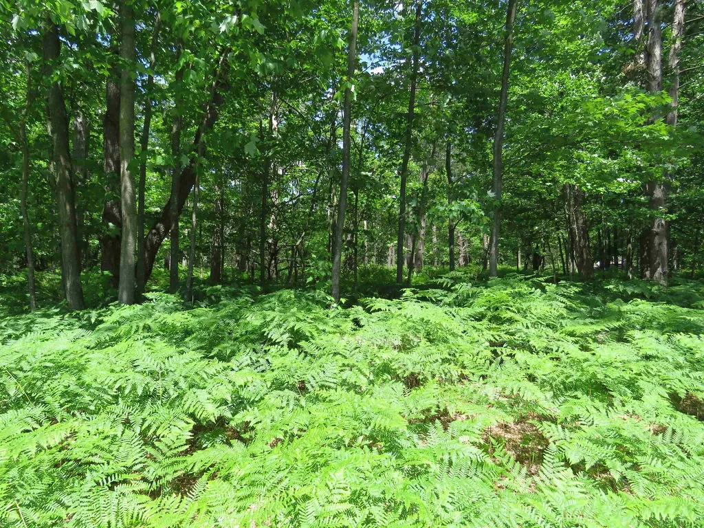 10420 W Rosted Road Lake Township MI 49651