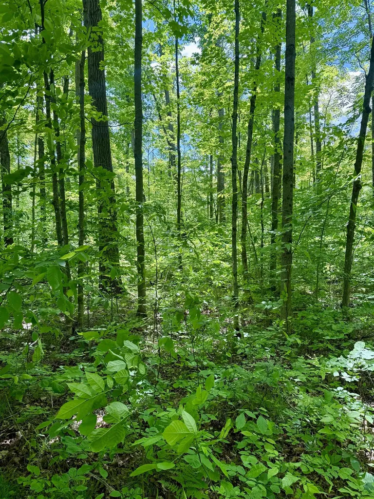 V/l Farrier Road Rust Township MI 49746