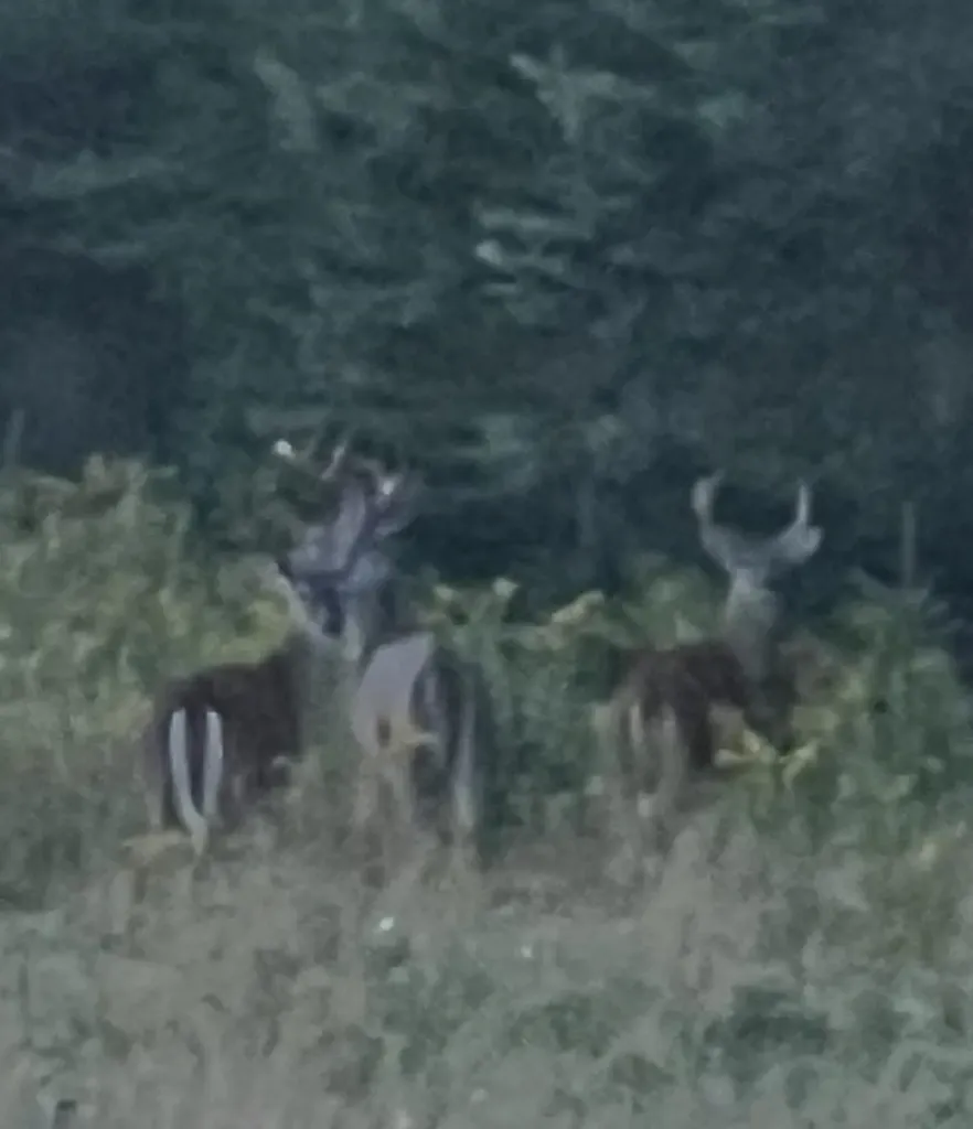 V/l Farrier Road Rust Township MI 49746