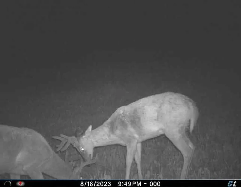 V/l Farrier Road Rust Township MI 49746
