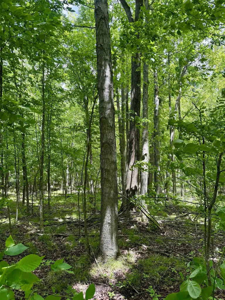 V/l Farrier Road Rust Township MI 49746
