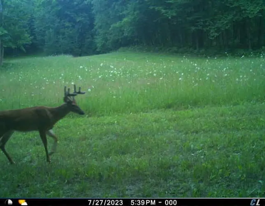 V/l Farrier Road Rust Township MI 49746