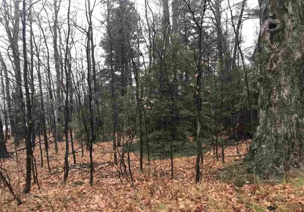 00 N Lighthouse Point Road Leelanau Township MI 49670