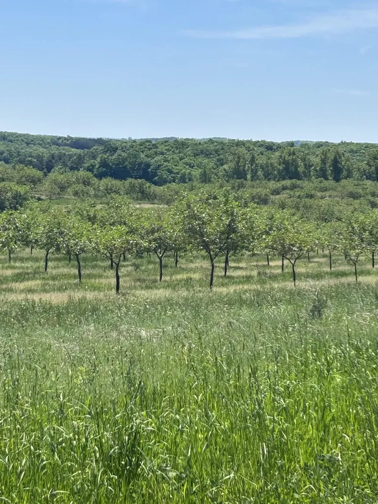 00 Maple Valley Road Bingham Township MI 49682