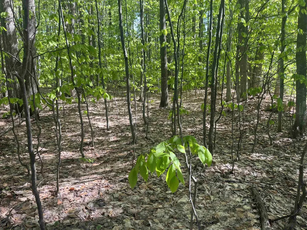 Beechridge Drive Almira Township MI 49650
