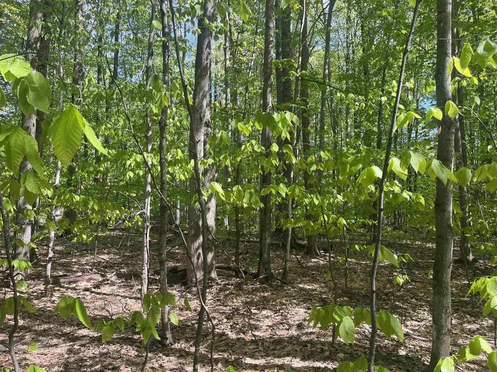 Beechridge Drive Almira Township MI 49650