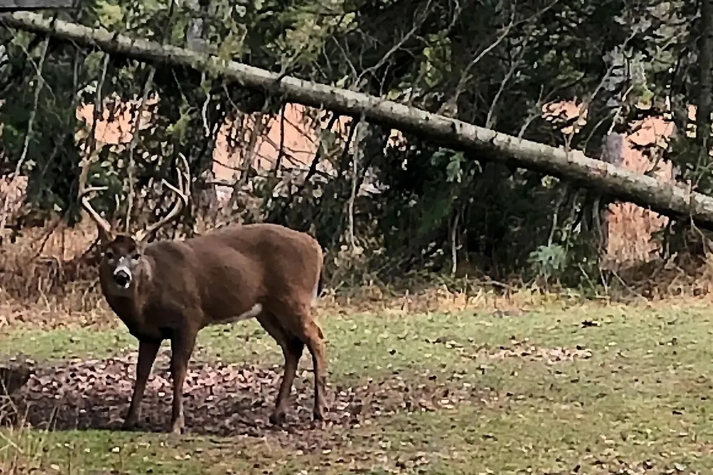 0000 S Sullivan Road Solon Township MI 49621