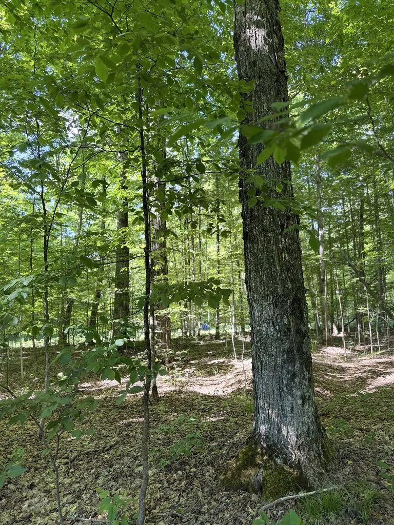 170 Kleehammer Club Drive Excelsior Township MI 49646