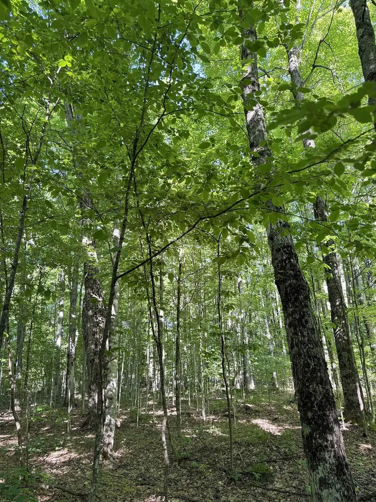 170 Kleehammer Club Drive Excelsior Township MI 49646
