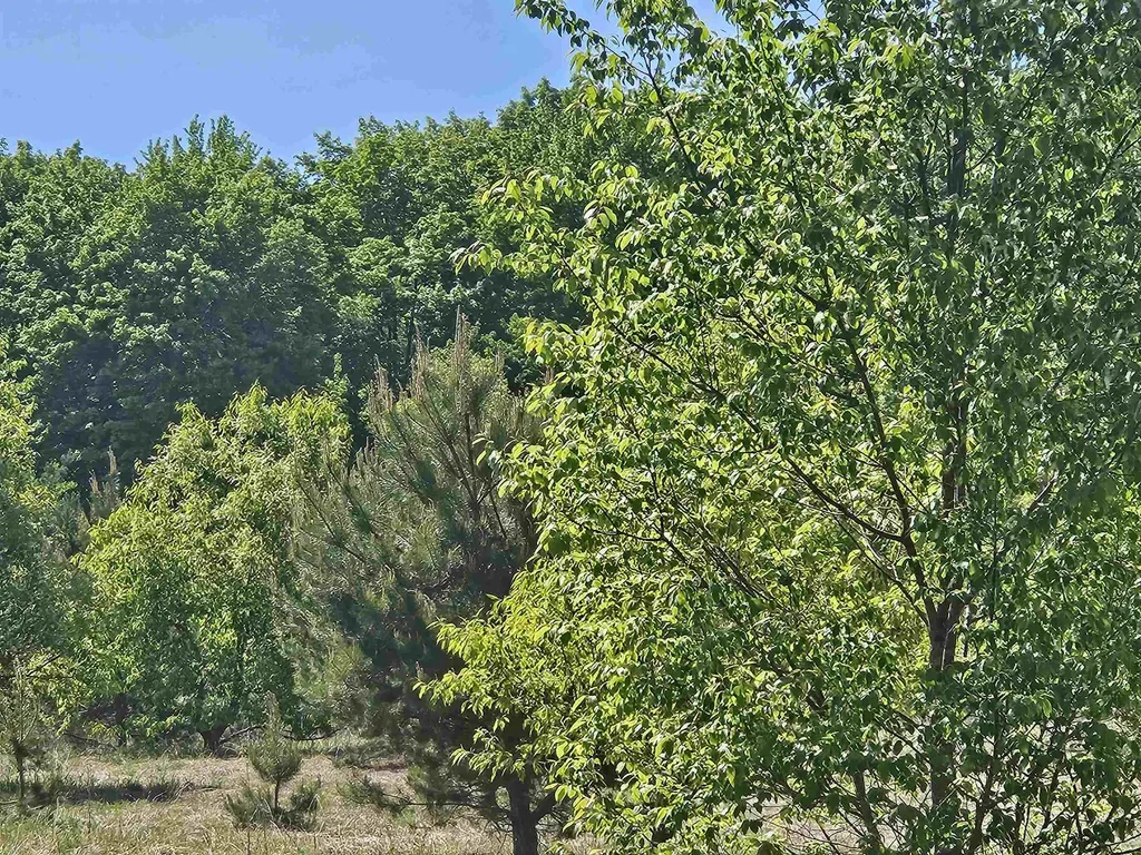 V/l Parcel C SE Grass Lake Road Excelsior Township MI 49646