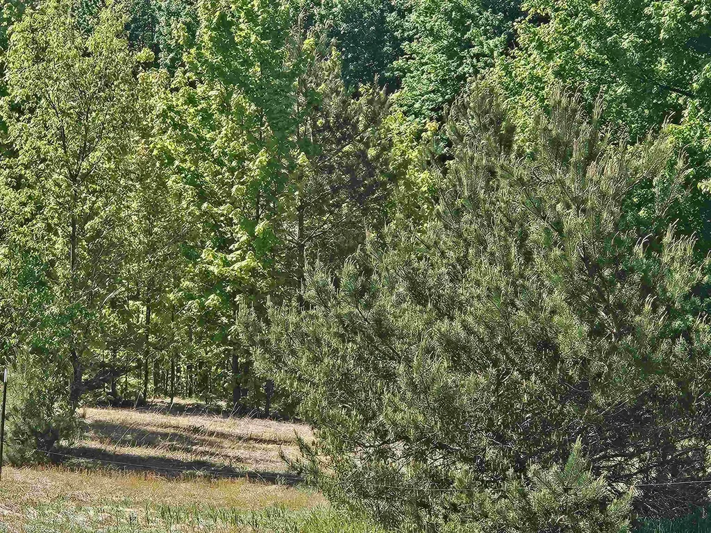 V/l Parcel C SE Grass Lake Road Excelsior Township MI 49646
