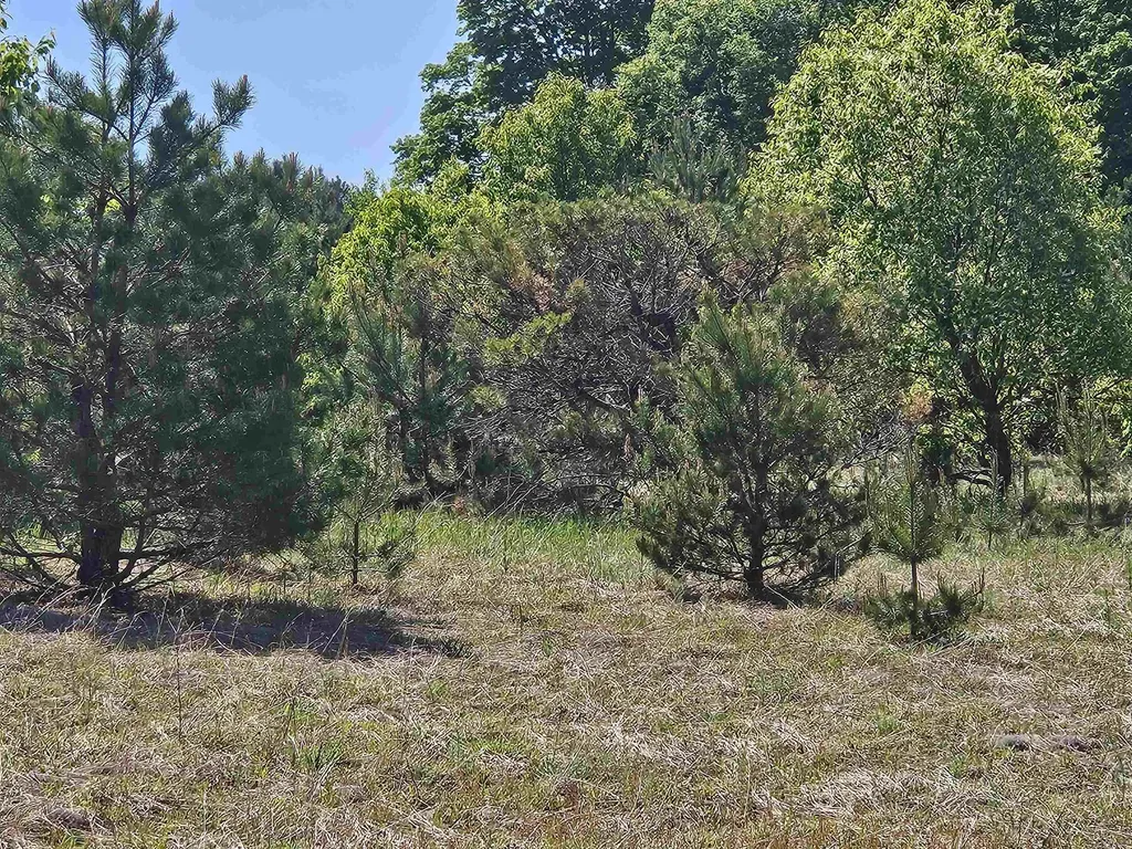 V/l Parcel C SE Grass Lake Road Excelsior Township MI 49646