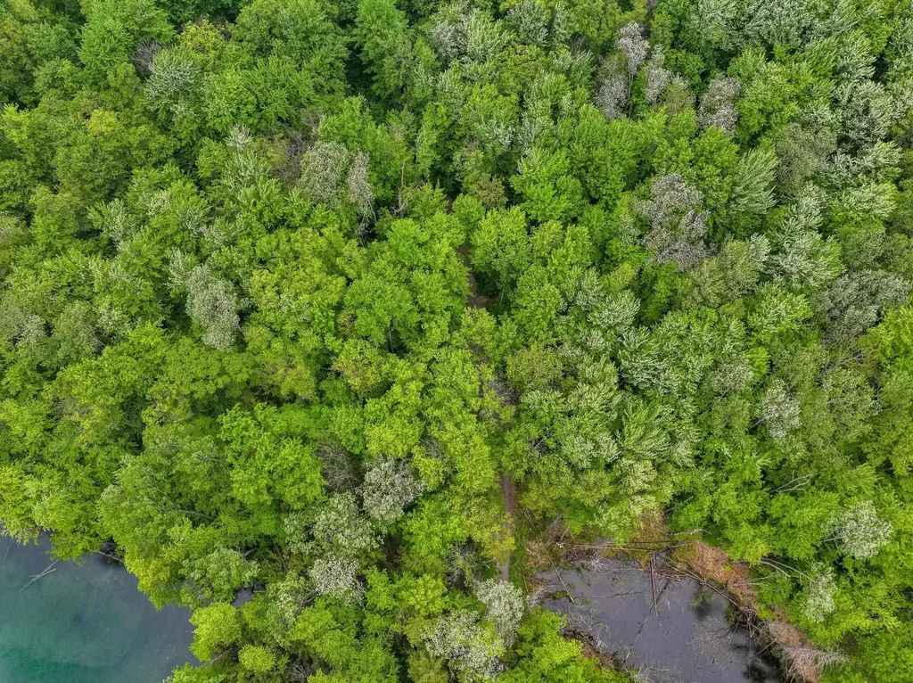 Lost Lake Trail Custer Township MI 49659