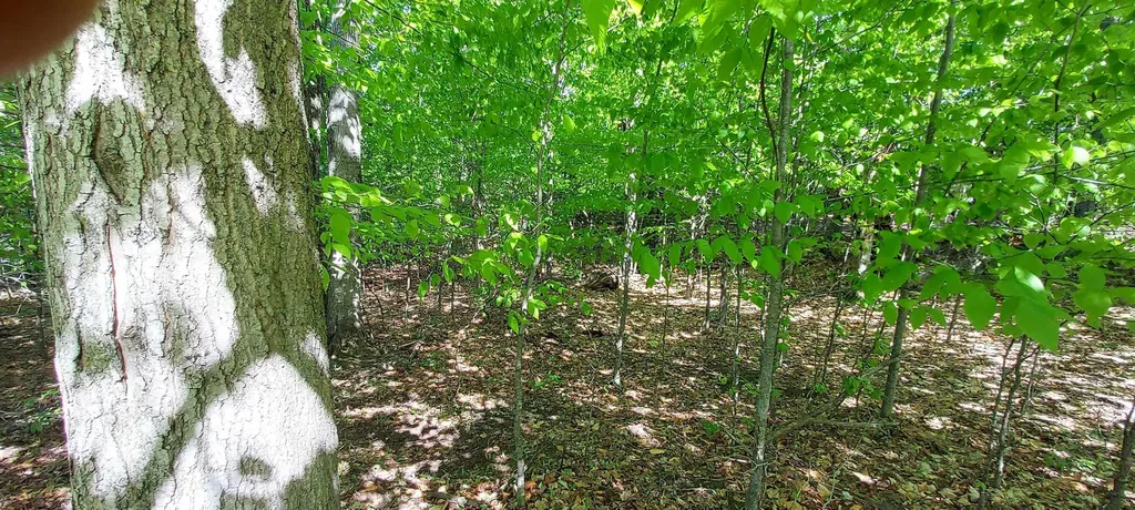 C N Crossover Drive Kearney Township MI 49615