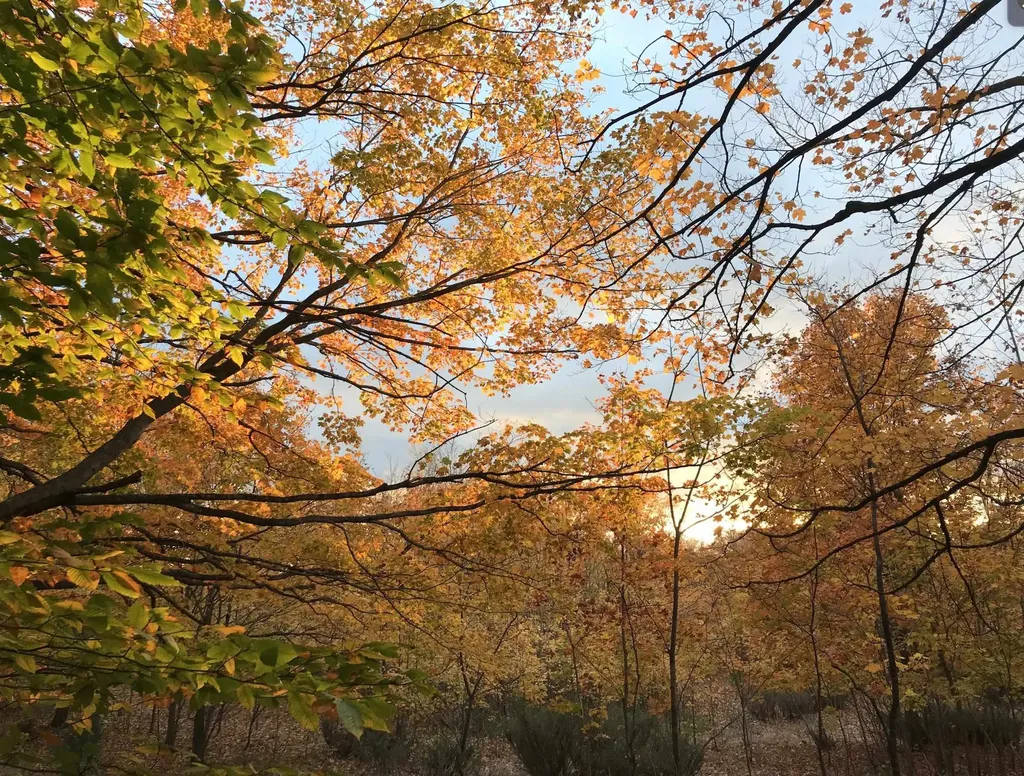 00 W Deborah Ann Trail Empire Township MI 49630