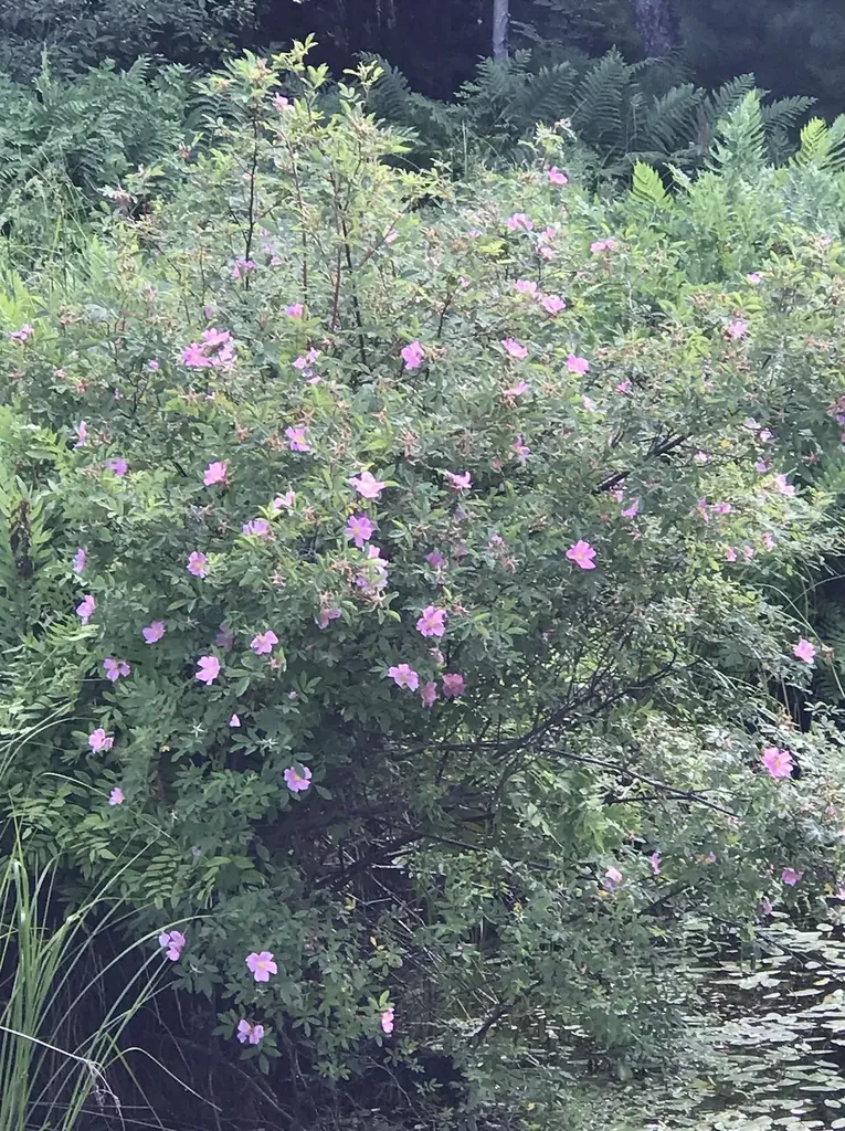 00 W Deborah Ann Trail Empire Township MI 49630