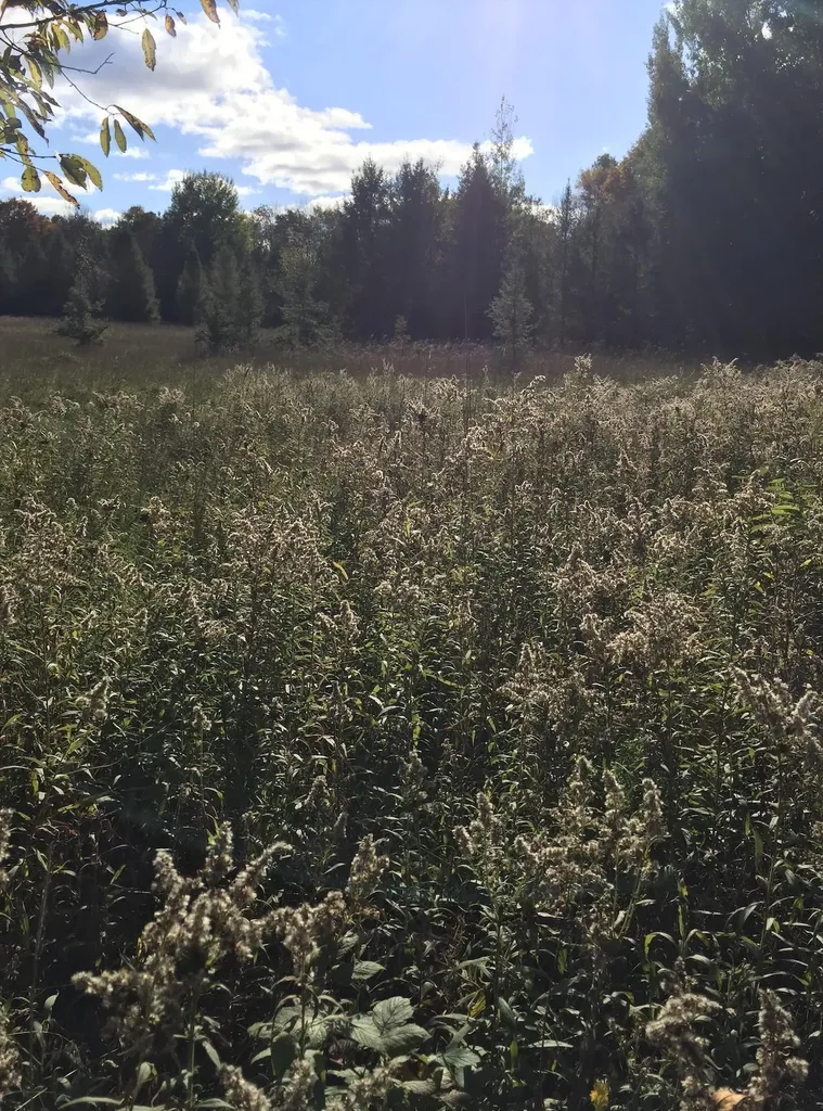 00 W Deborah Ann Trail Empire Township MI 49630