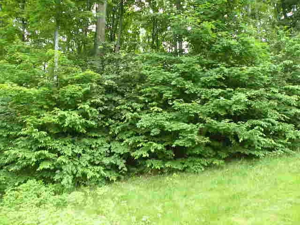 71 Broadwinged Way Kearney Township MI 49615