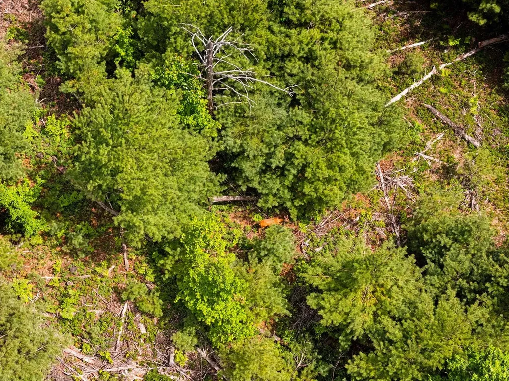 4011 W Forest Road Forest Township MI 49651