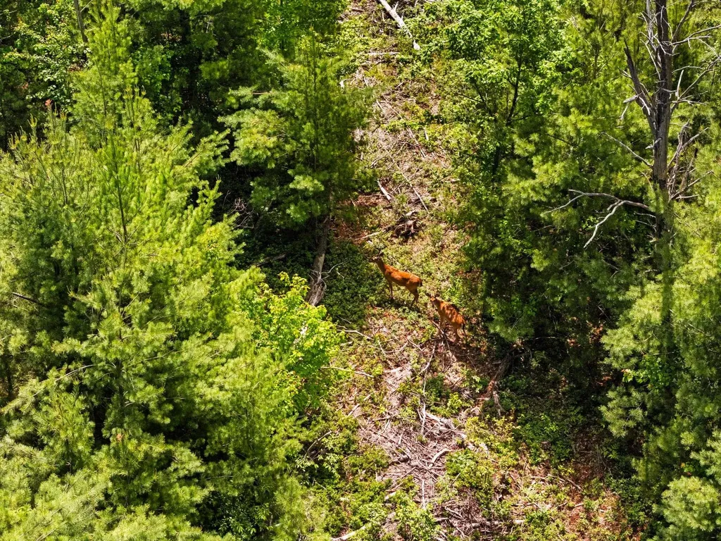 4011 W Forest Road Forest Township MI 49651