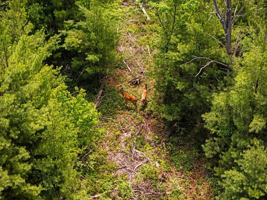 4011 W Forest Road Forest Township MI 49651