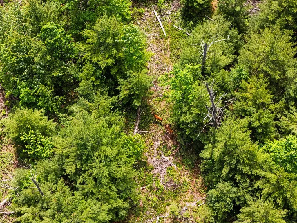 4011 W Forest Road Forest Township MI 49651