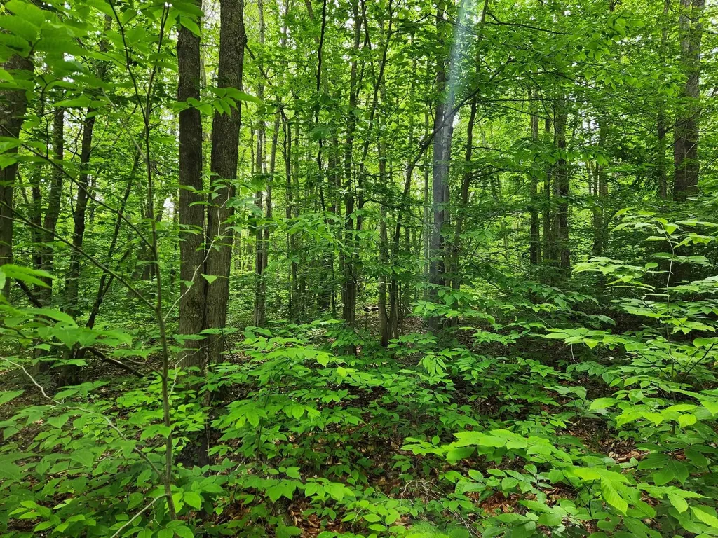 10 Acres Blue Lake Road, NE Blue Lake Township MI 49646