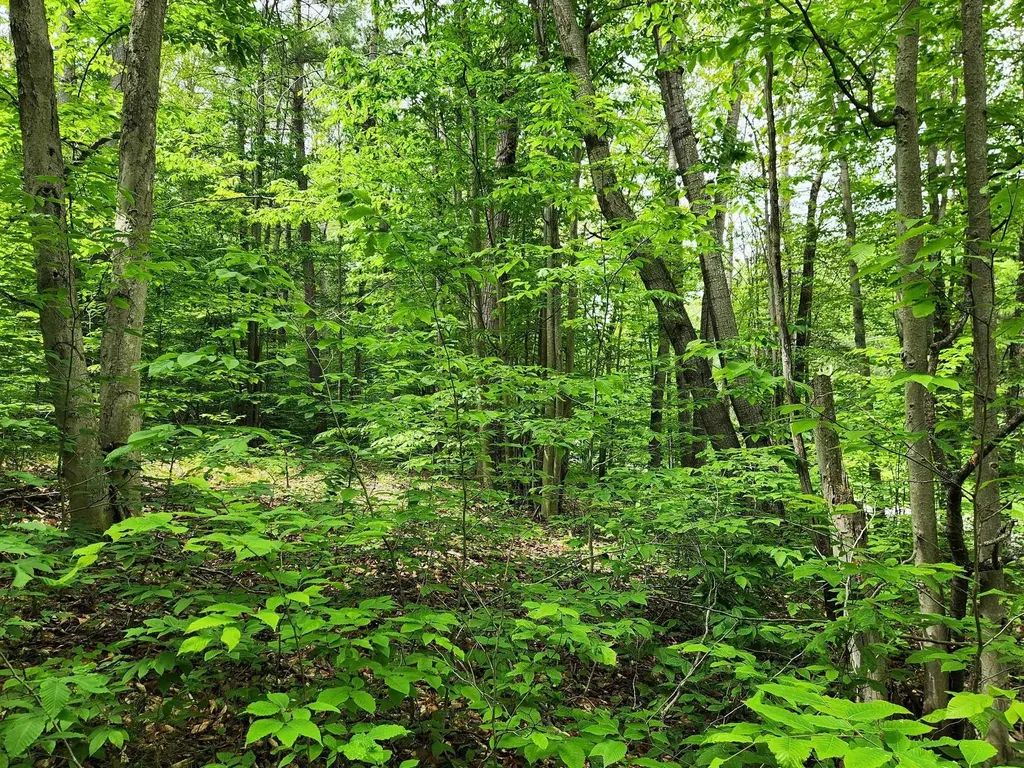 10 Acres Blue Lake Road, NE Blue Lake Township MI 49646