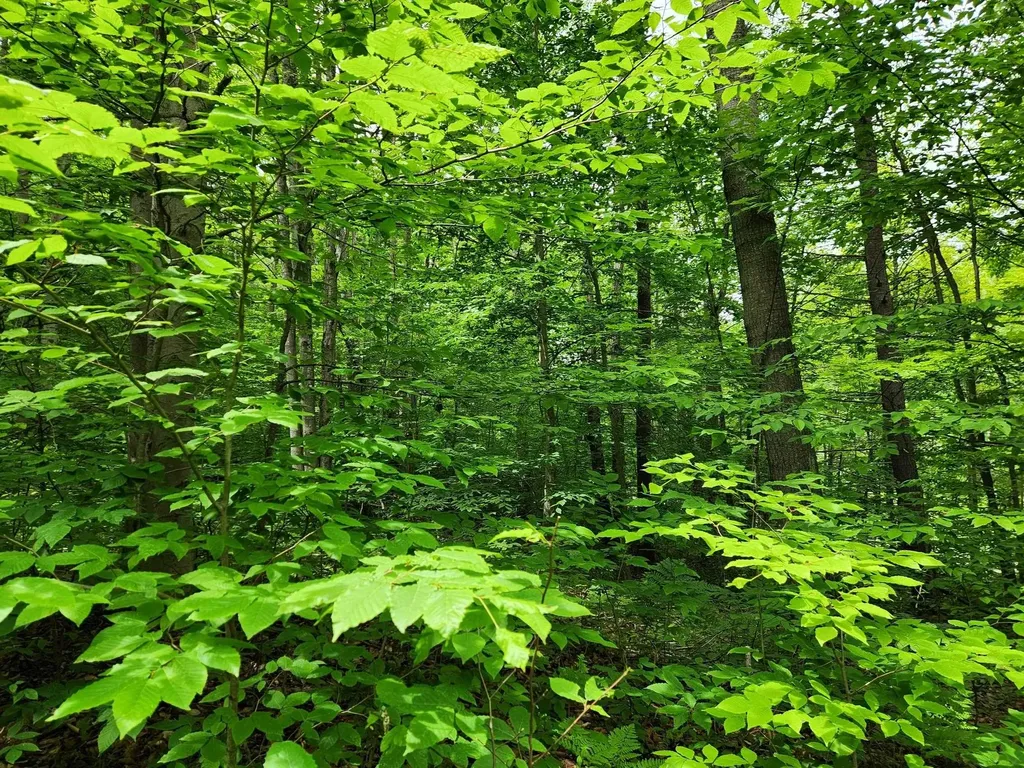 10 Acres Blue Lake Road, NE Blue Lake Township MI 49646