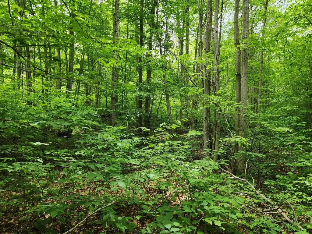 10 Acres Blue Lake Road, NE Blue Lake Township MI 49646
