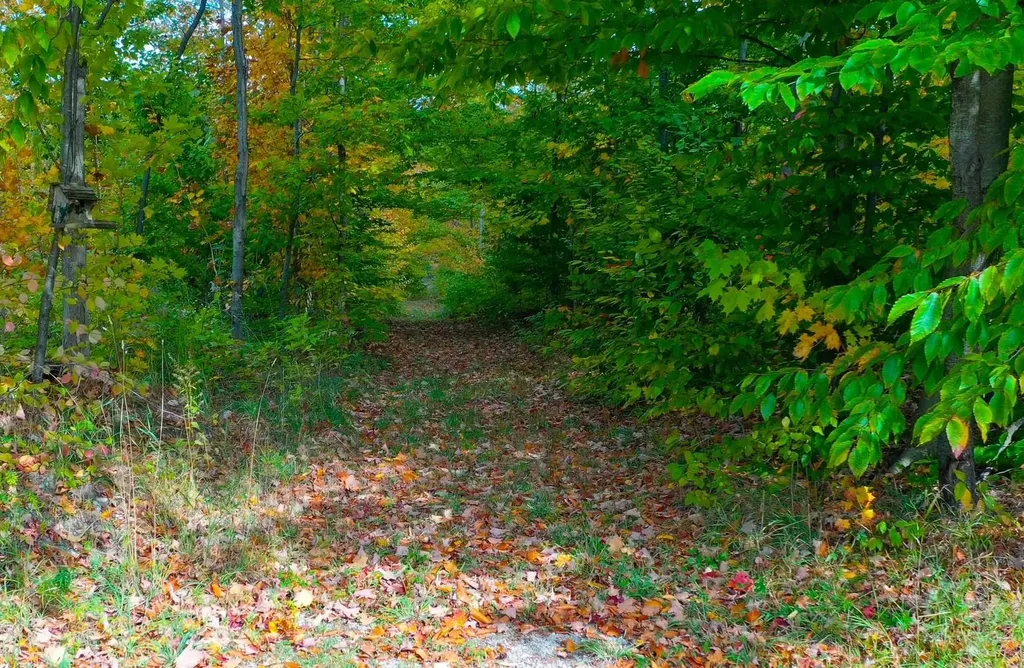 5391 Scholl Road Mancelona Township MI 49659